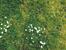 Herbe, gazon, champ, prairie, pelouse…