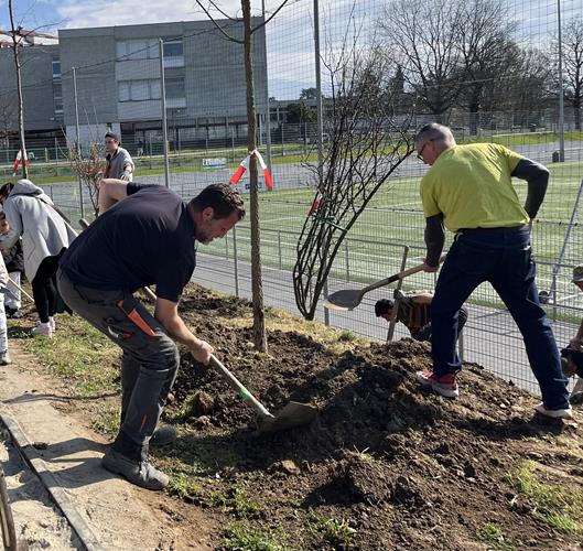Plantation : quand et comment planter un arbre ?