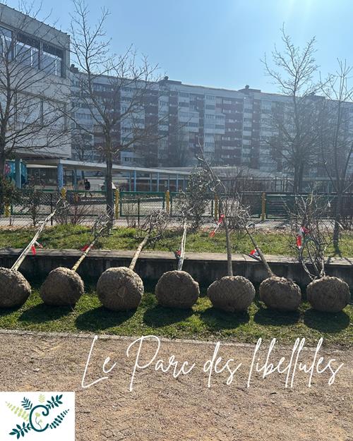 Le Parc des Libellules : Un Projet Participatif au Cœur de Vernier