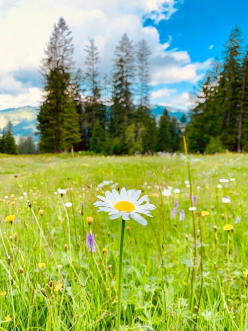 Herbe, gazon, champ, prairie, pelouse…